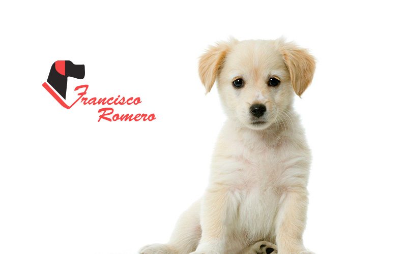 posicionamiento seo collares para perros